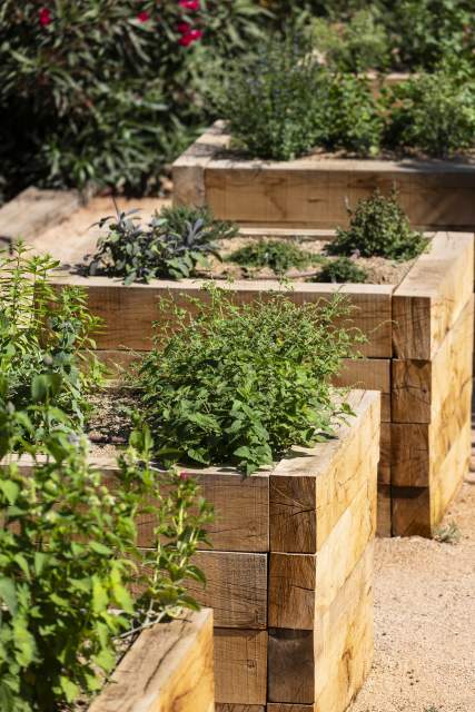 Herbes aromatiques - Hôtel du Parc - Cvalaire-sur-Mer